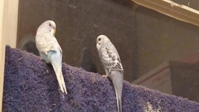 Budgies on cafe curtains with Christmas lights