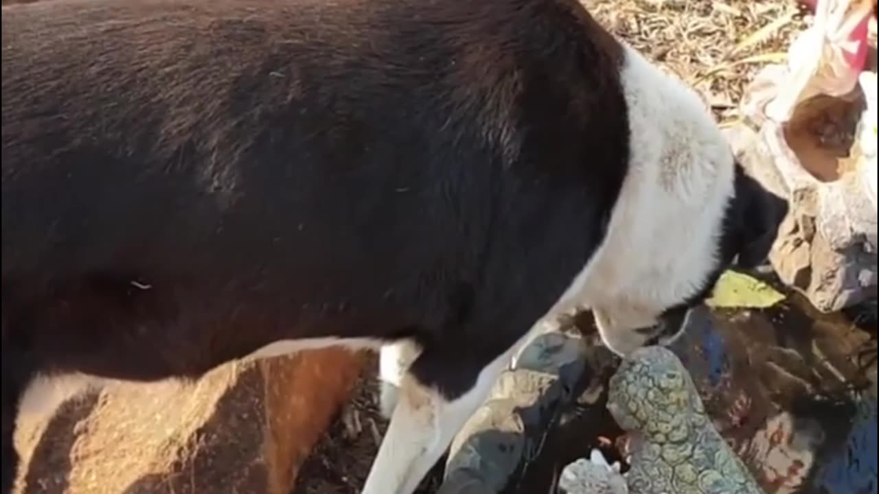 funny video