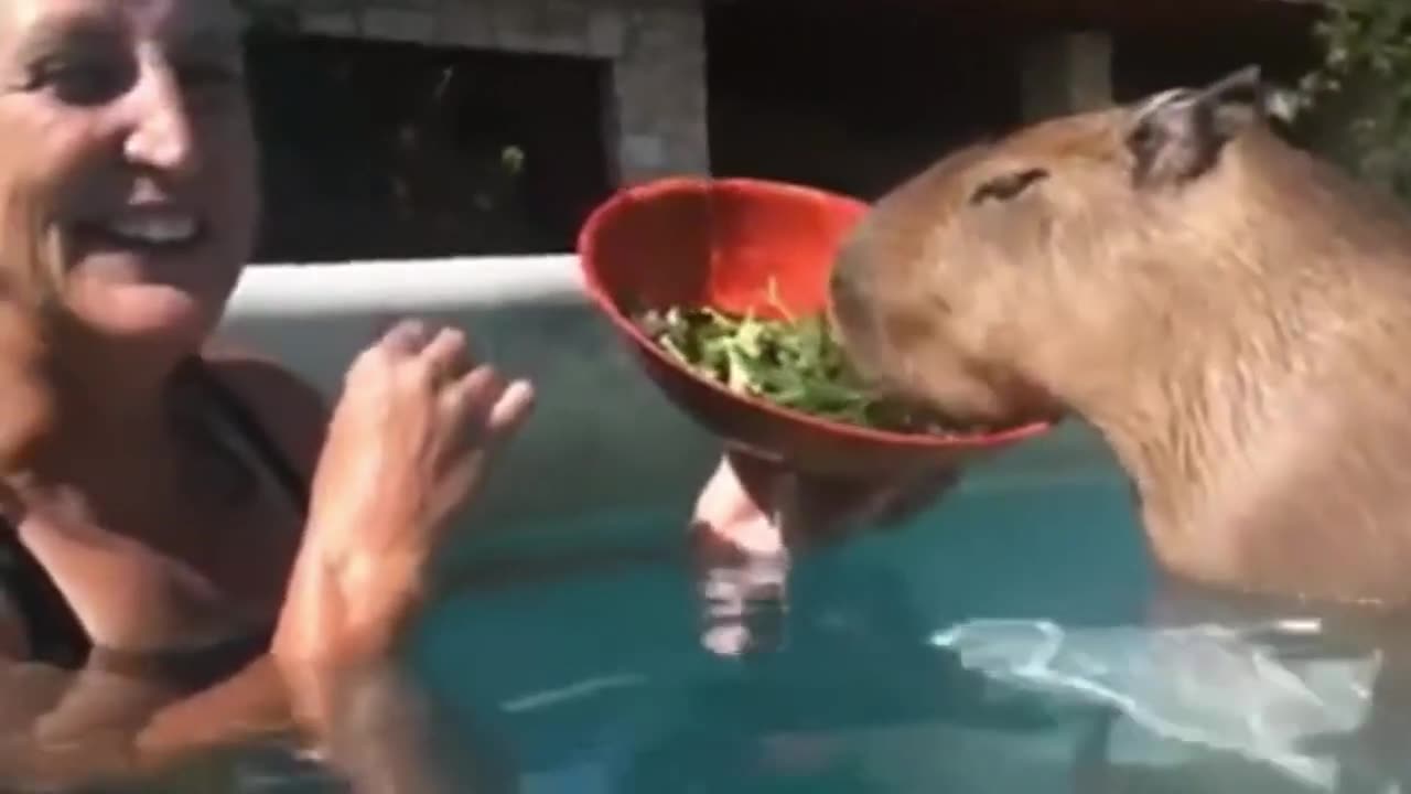 Capybara funny videos =)