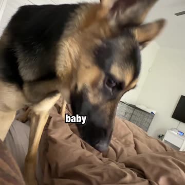 What its like living with a German Shepherd...