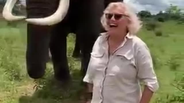 Elephant Takes off and Hides Woman's Hat in Mouth Then Returns it on Request