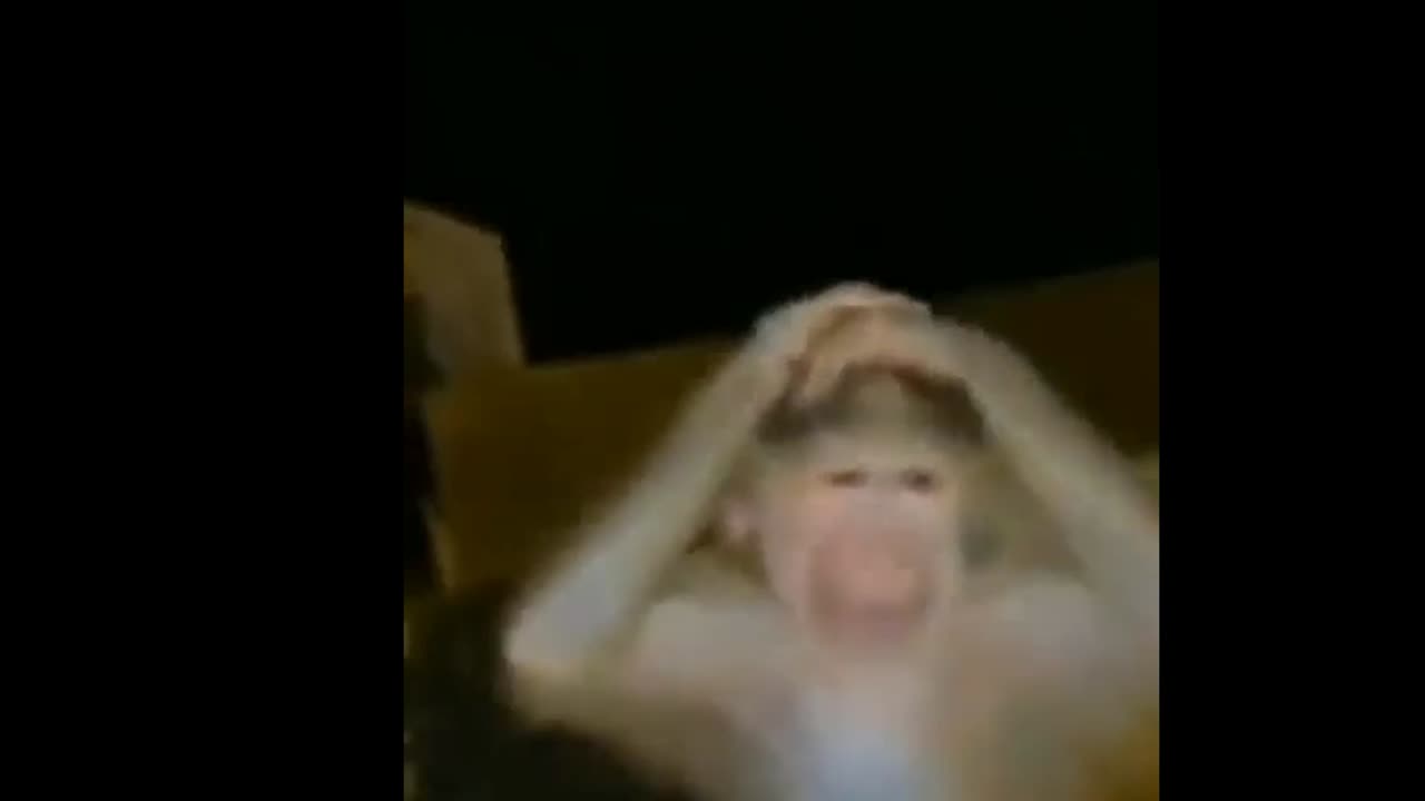 Top 5 Monkey