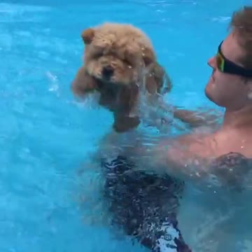 Cachorro y dueño disfrutan de un rato en la piscina