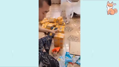 You will laugh at all the cute DOGS here funny DOG Videos 😂🐶