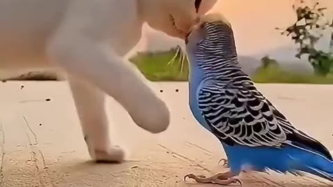 "Harmony Unleashed: Captivating Cat and Parrot Playtime!"