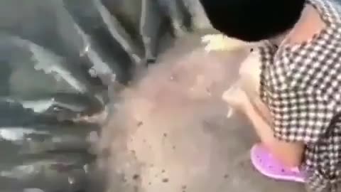 This is a beautiful and charming water-dwelling species