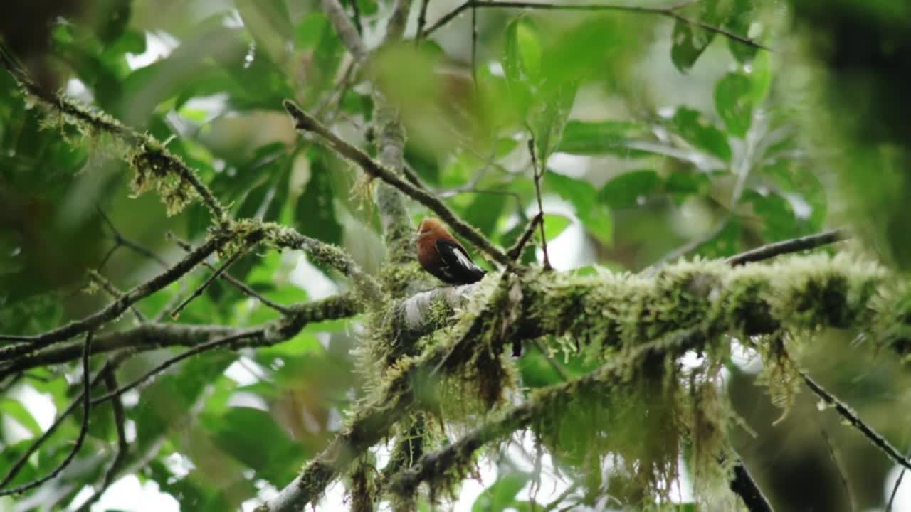 Ave rabo-de-arame macho dança para atrair a fêmea | Lei da sobrevivência | Animal Planet Brasil