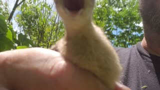 Baby Turkey