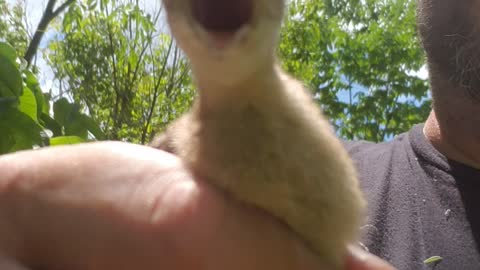 Baby Turkey