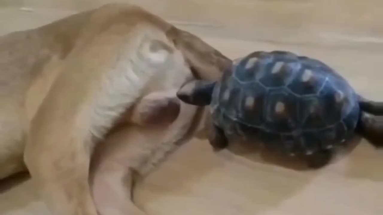 Turtle frank with dog amazing video