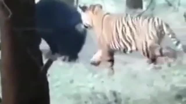 🔥 Tiger pranks bear, bear not happy about it