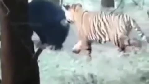 🔥 Tiger pranks bear, bear not happy about it