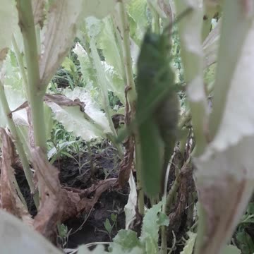 Locust on lettuce