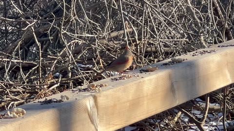 Red-Tailed Squirrel the peanuts Raider 🤣🤣