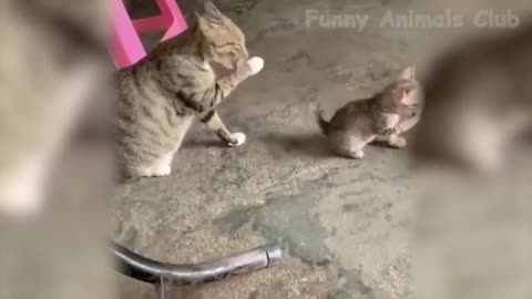 Best Funny Cat Videos That Will Make You Laugh All Day Long 😂😹