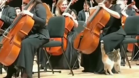 No matter what happens #shorts #shortvideo #video #virals #videoviral