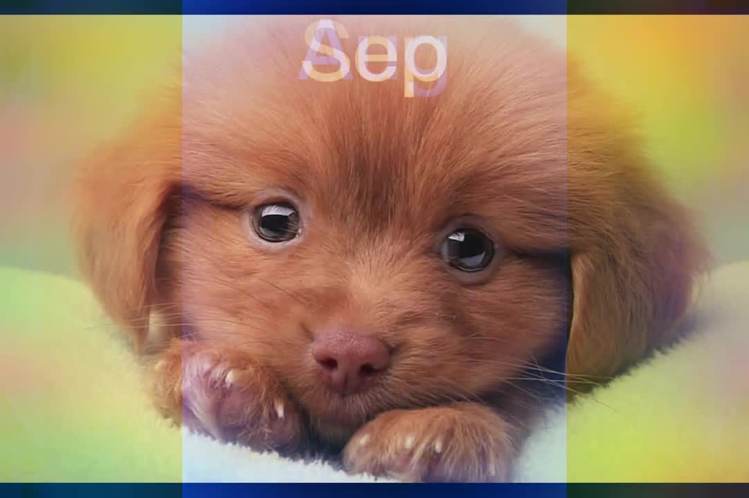 Os 10 melhores aplicativos fofos para animais de estimação