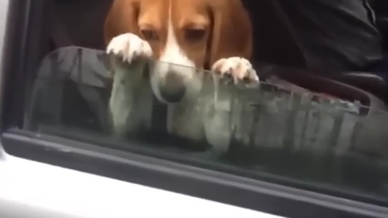 Funny Pets