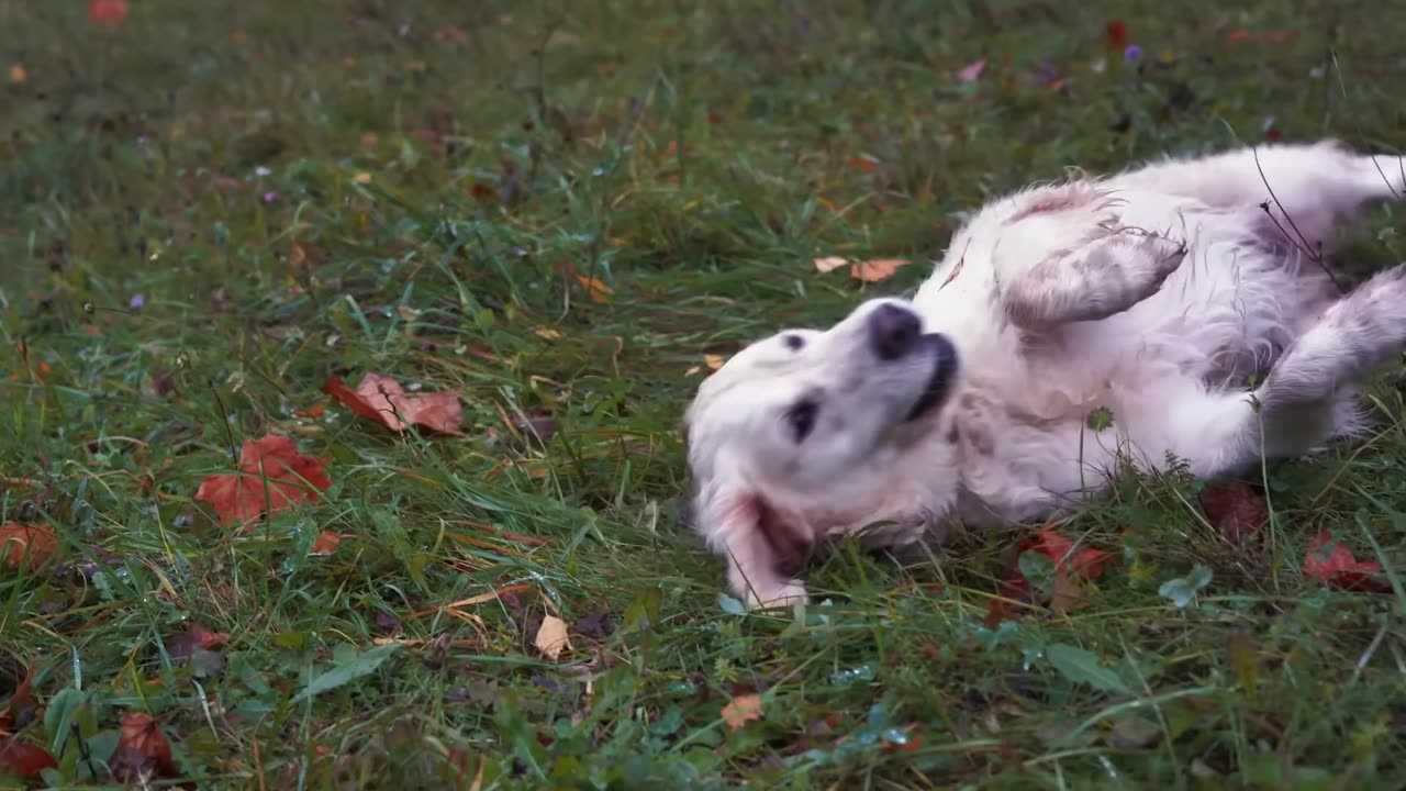 A dog Playing in a park