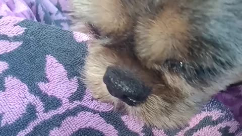 My Brussels Griffon doesn't like wearing her seatbelt
