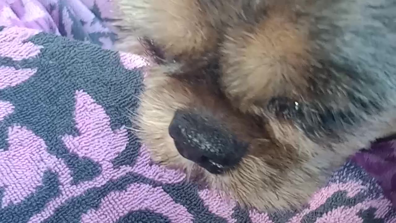 My Brussels Griffon doesn't like wearing her seatbelt