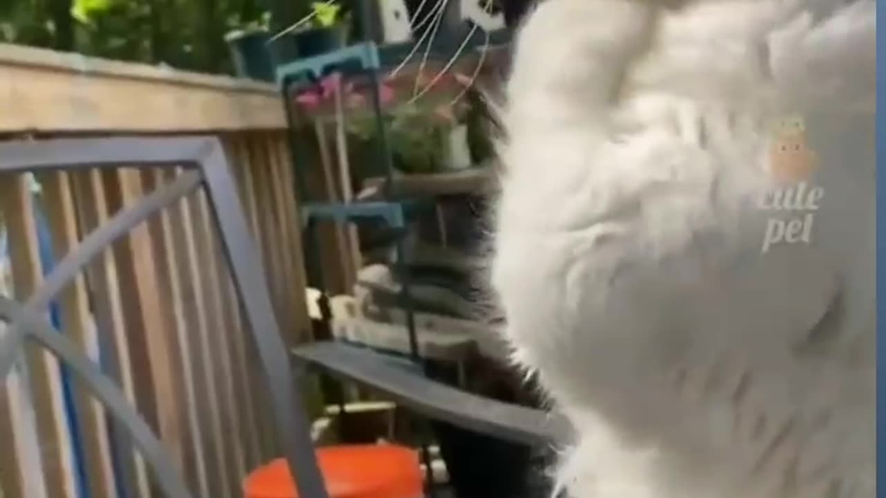 Funny catπππ