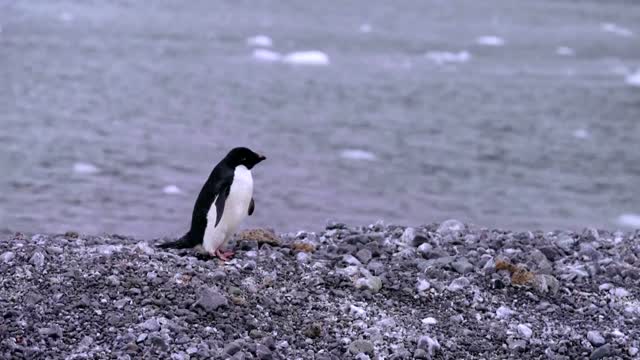 How krill fishery threatens Antarctic wildlife