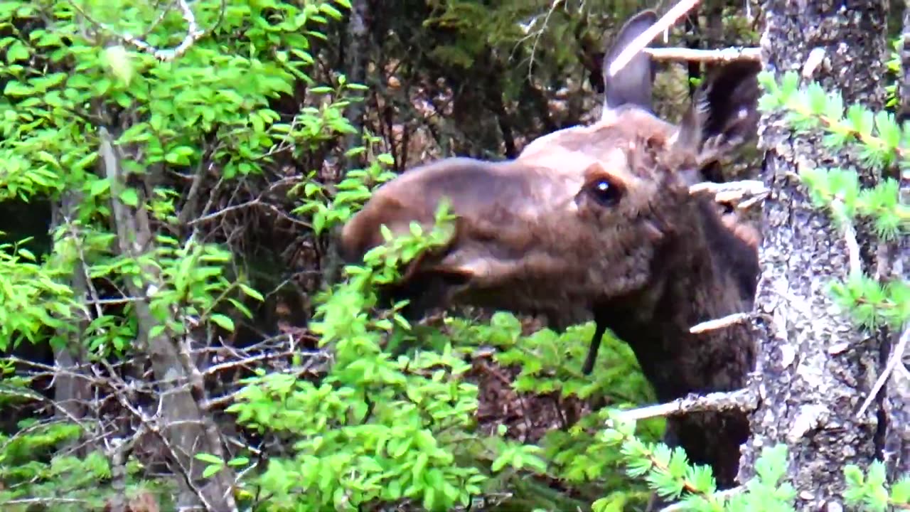 Hungry Moose