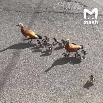 Catch up little guy 😍😍