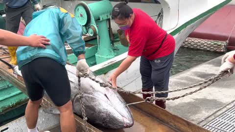 Towing the giant bluefin tuna ashore is also a difficult skill