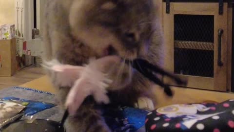 Cat Loving Catnip Toy