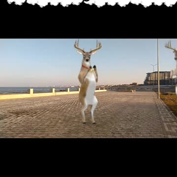 Dancing Reindeer