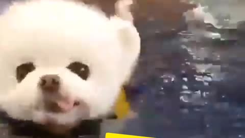 Cute puppy dog swimming