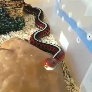 Videos of animals, pets, cats. dogs, etc.