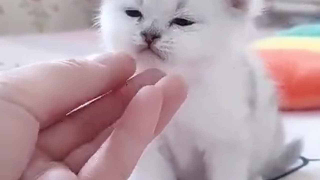 Cute_Kitten_Baby_Cat_Funny_Cat_Videos