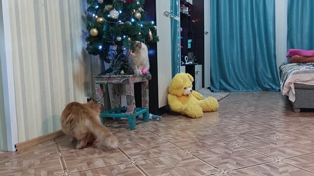 Big Fluffy Cat Playing with Laser light