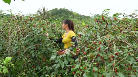 Harvesting Sour Strawberry Goes To Market Sell, Make Strawberry Syrup