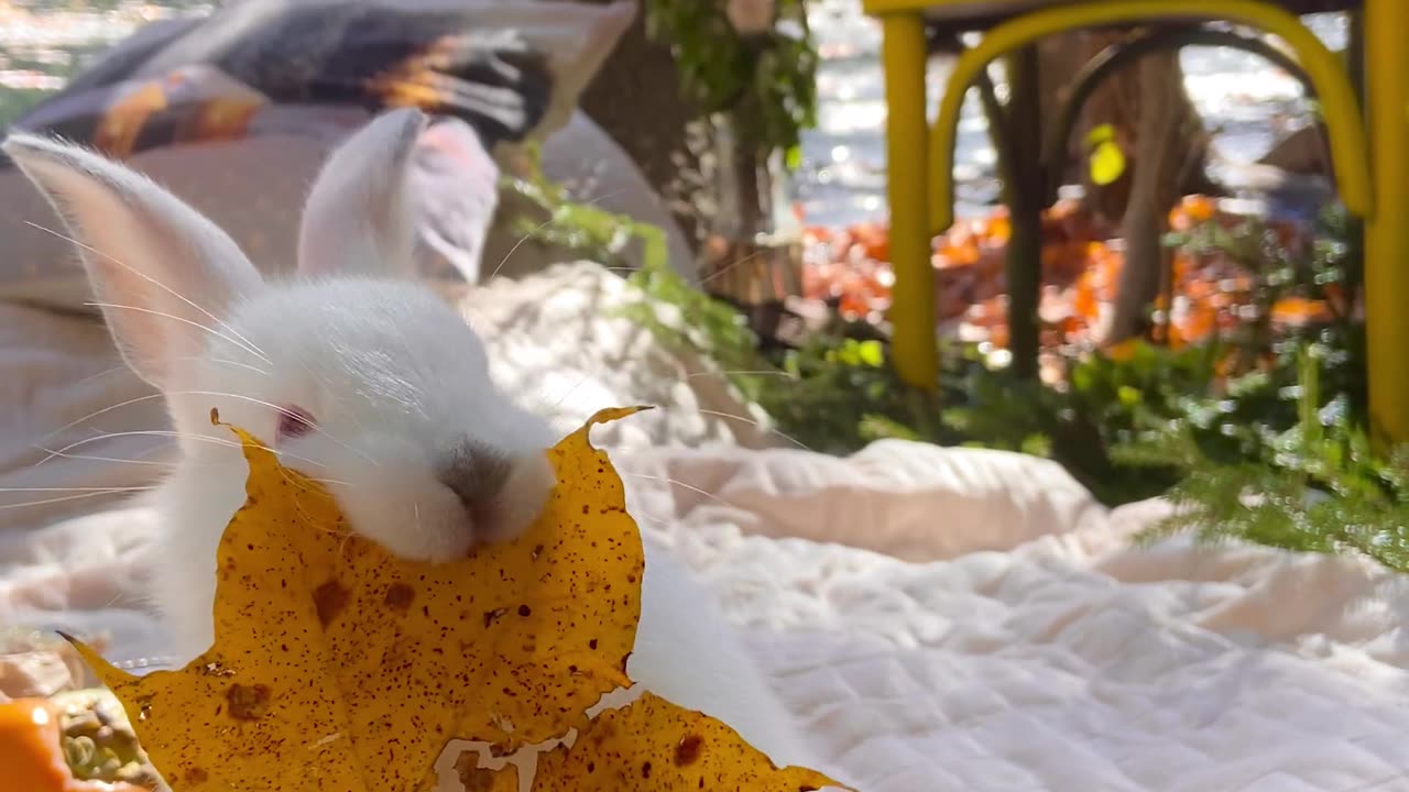Video of a Bunny Chewing a Leaf