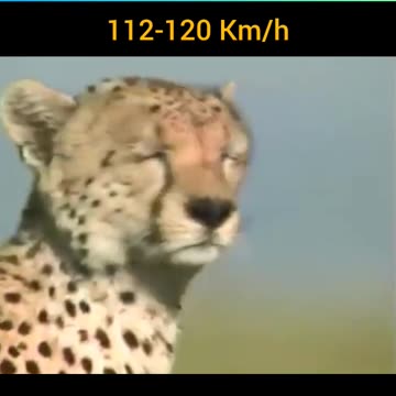 Cheetah Full speed