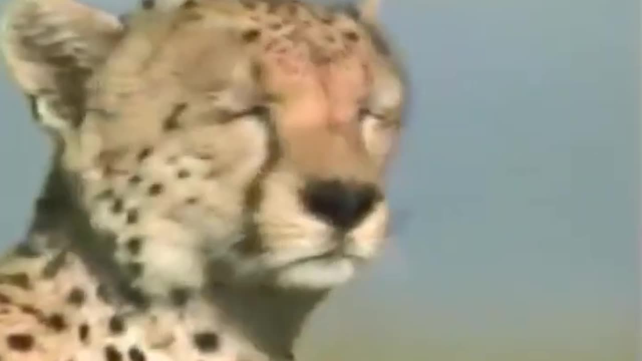 Cheetah Full speed