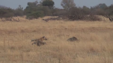 LIONS VS HYENAS - Clash of Enemies