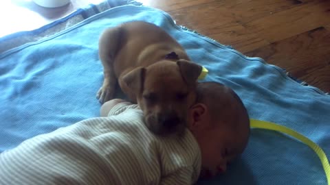 Sleepy Puppy falls asleep on baby