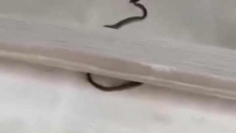 cat vs snake Let see who will win this match