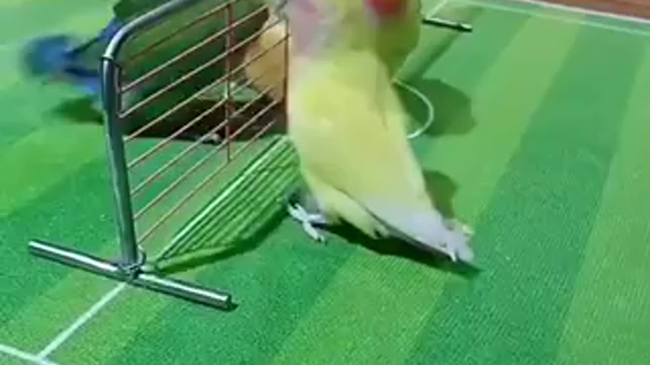 Parrot cut parrot beautiful parrot ❤️ viral like follow 🙏🙏