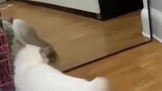 Cat Runs into own Reflection