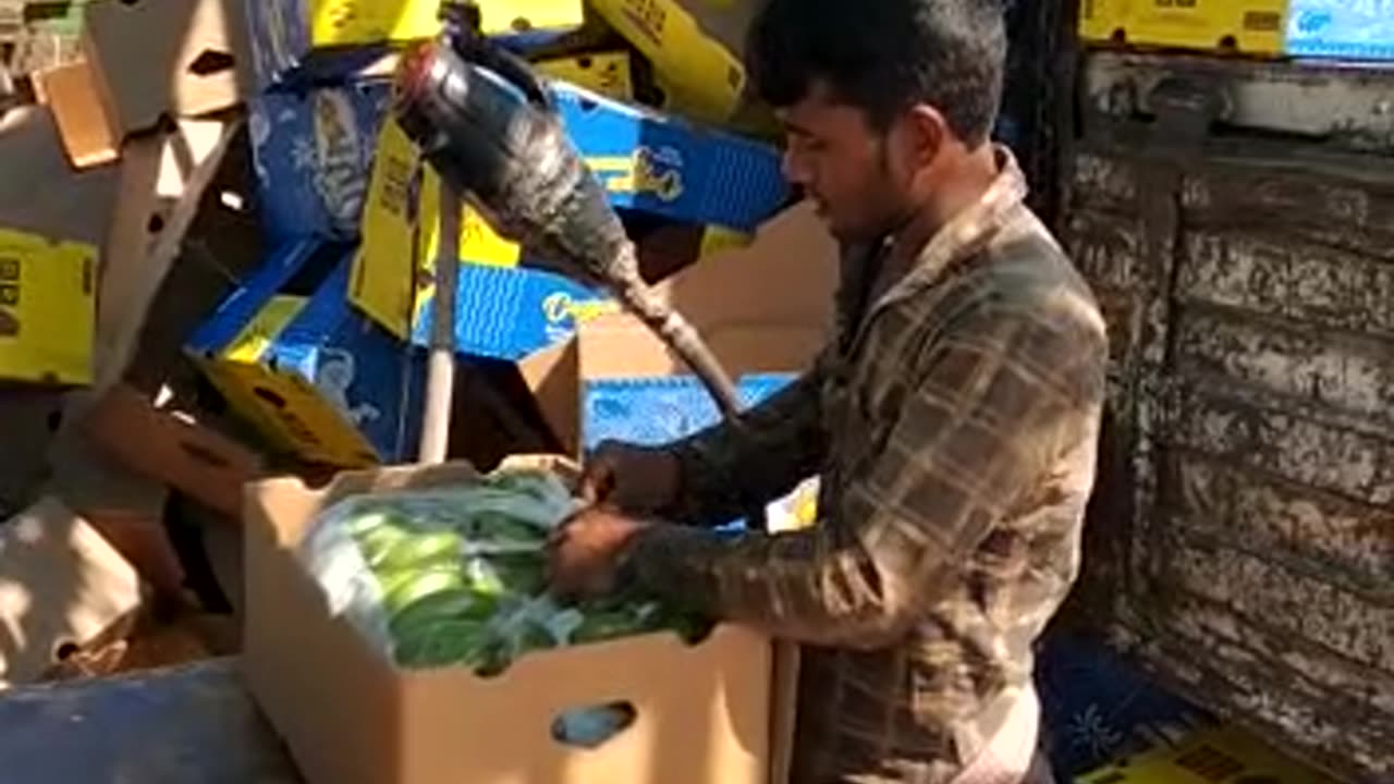 Banana Harvesting