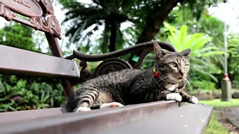 cute cat video.Beatutiful cats