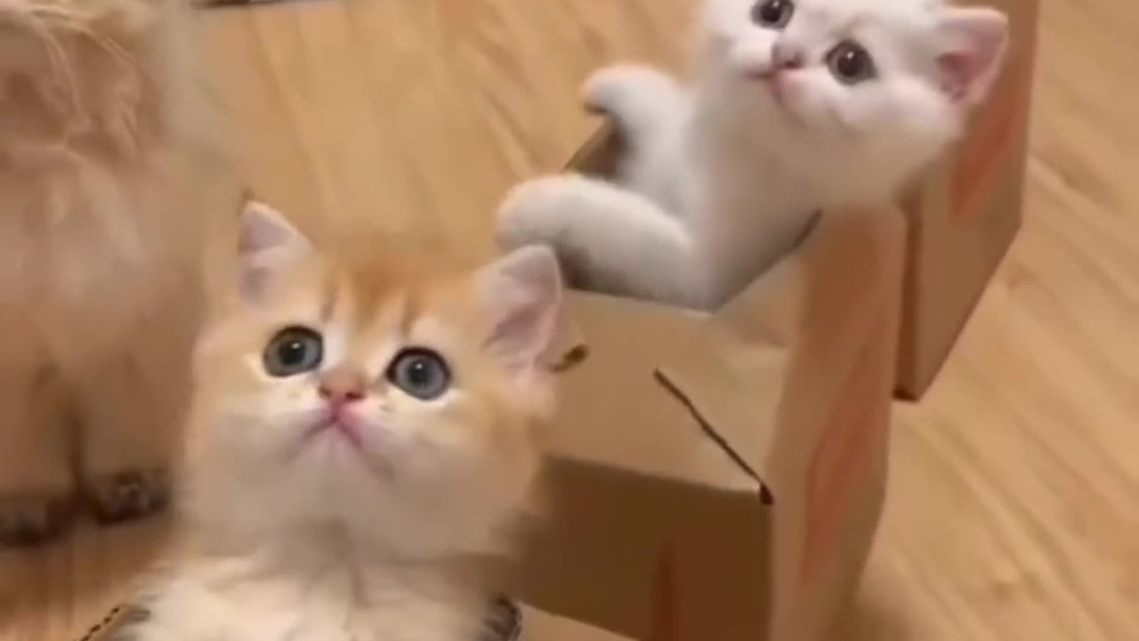 #cat