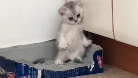 Adorable cat having trouble pooping