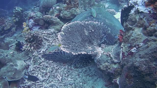 Turtle film diver in its natural habitat with corals in reefs